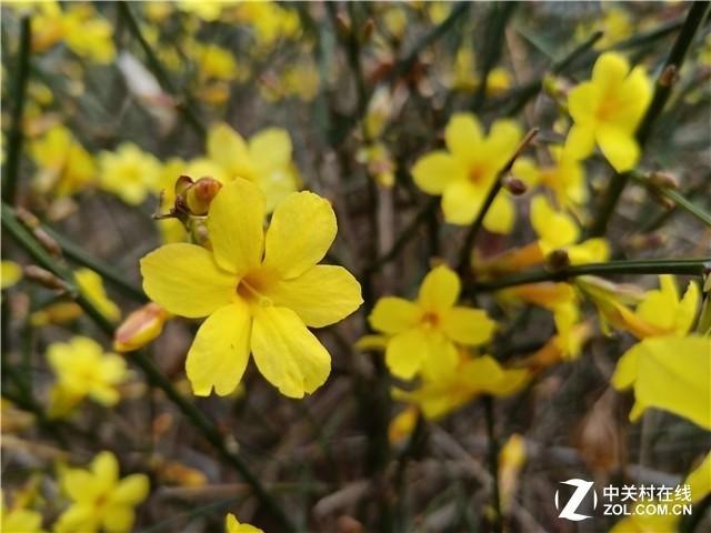 2020年再看oppor15怎么样,oppor15梦镜版与标准版测评