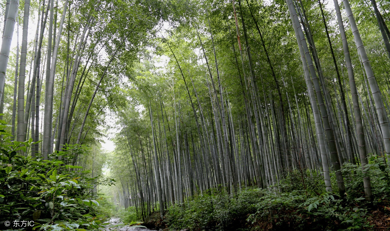 杭州竹海水韵咏竹园,竹海水韵咏竹园图片