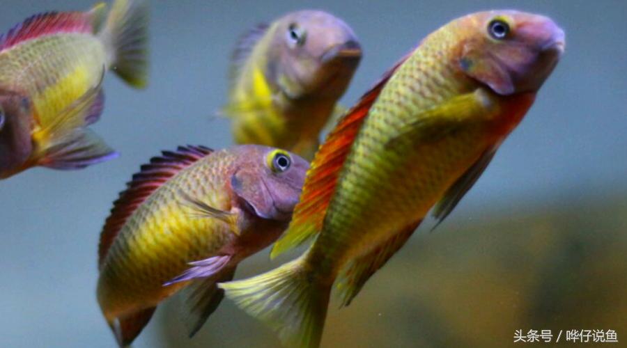 养三湖慈鲷的鱼缸,什么鱼缸适合养三湖慈鲷