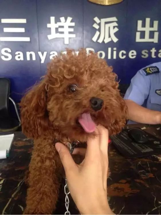 狗狗丢失1天如何找,狗狗丢失了怎么找回