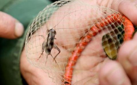 蟋蟀的捕捉方法附栖息场所,蟋蟀到哪里捕捉