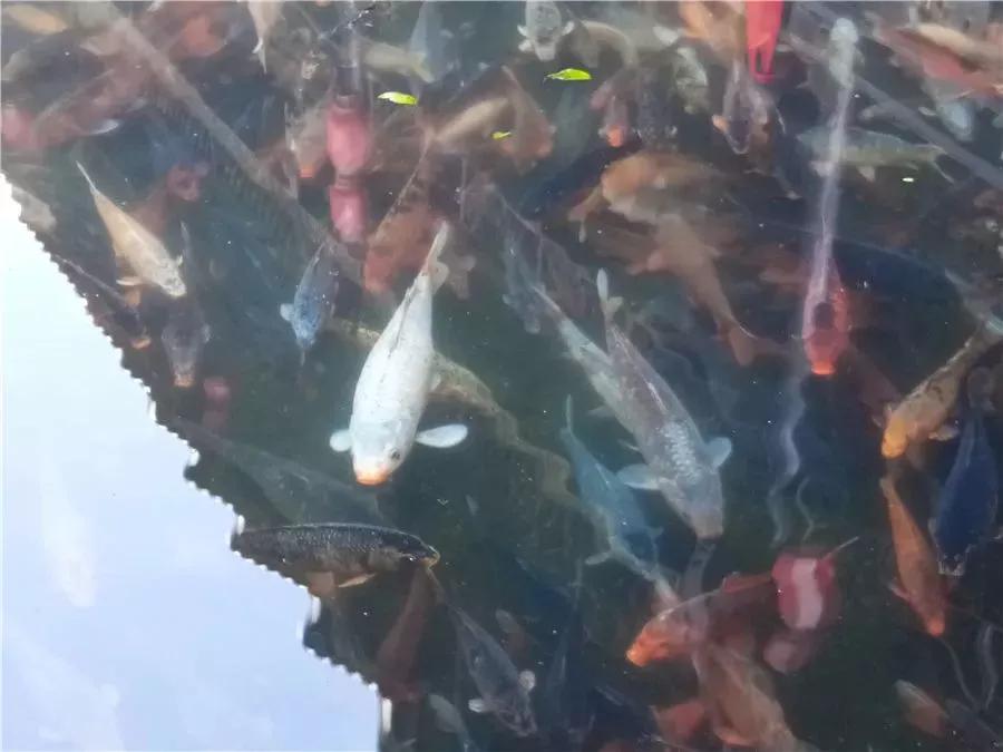 腾冲观音塘,腾冲市观音塘