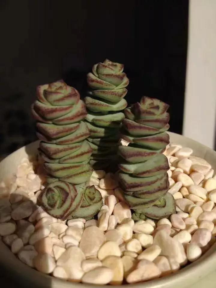 为了多肉改造阳台,疯狂的她