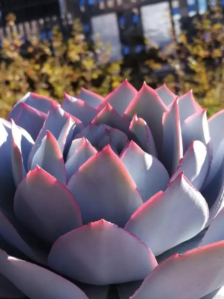 为了多肉改造阳台,疯狂的她