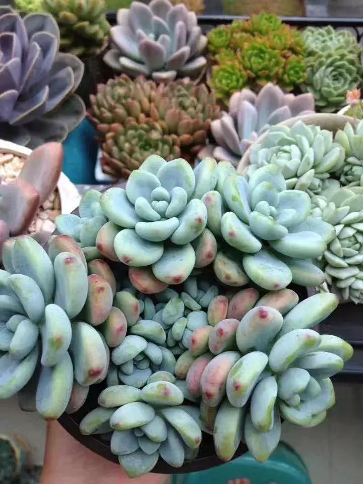 为了多肉改造阳台,疯狂的她