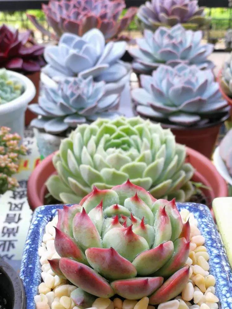 为了多肉改造阳台,疯狂的她