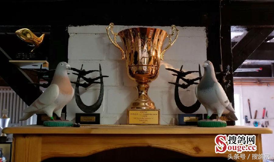 搜鸽网信息,赛鸽资讯知识分享