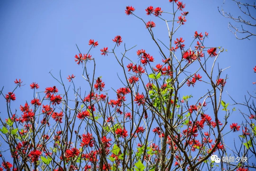 中山纪念中学100周年校庆,中山纪念中学80周年校庆