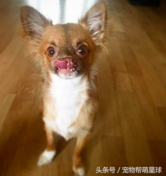 狗狗唇腭裂是什么导致的,小狗唇腭裂能活下去么