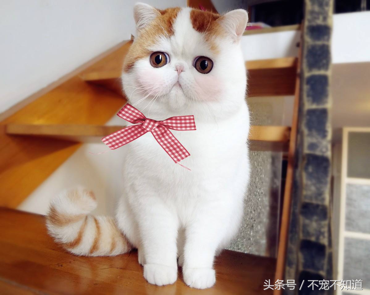 如何判断自家宠物是否发情了？