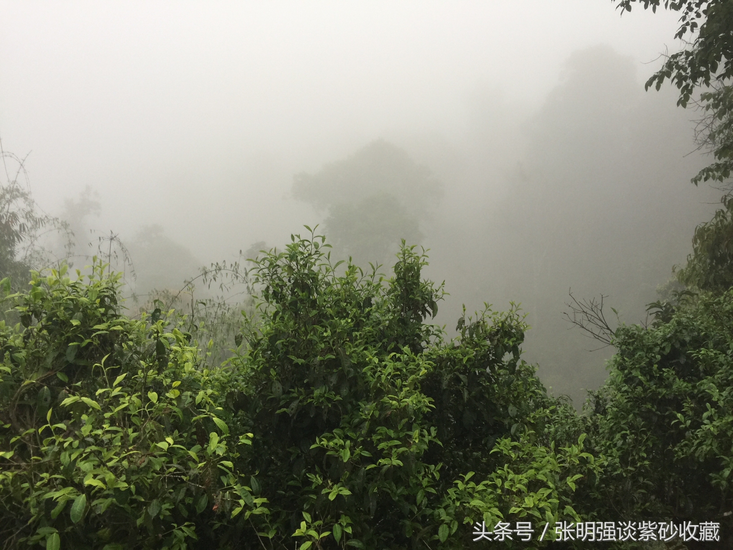 茶叶有农药残留吗,茶叶有重金属多少为超标