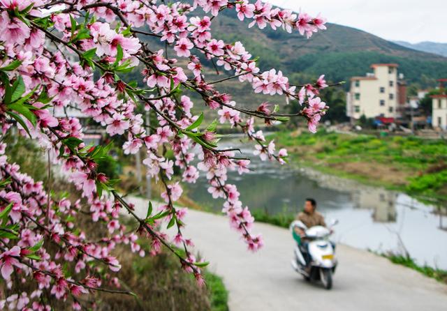 七星伴月七星星君,七星伴月迎中秋