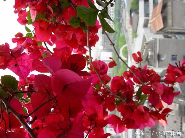 这6种花随便扔土里就能活,长势最快的爬藤植物不怕晒