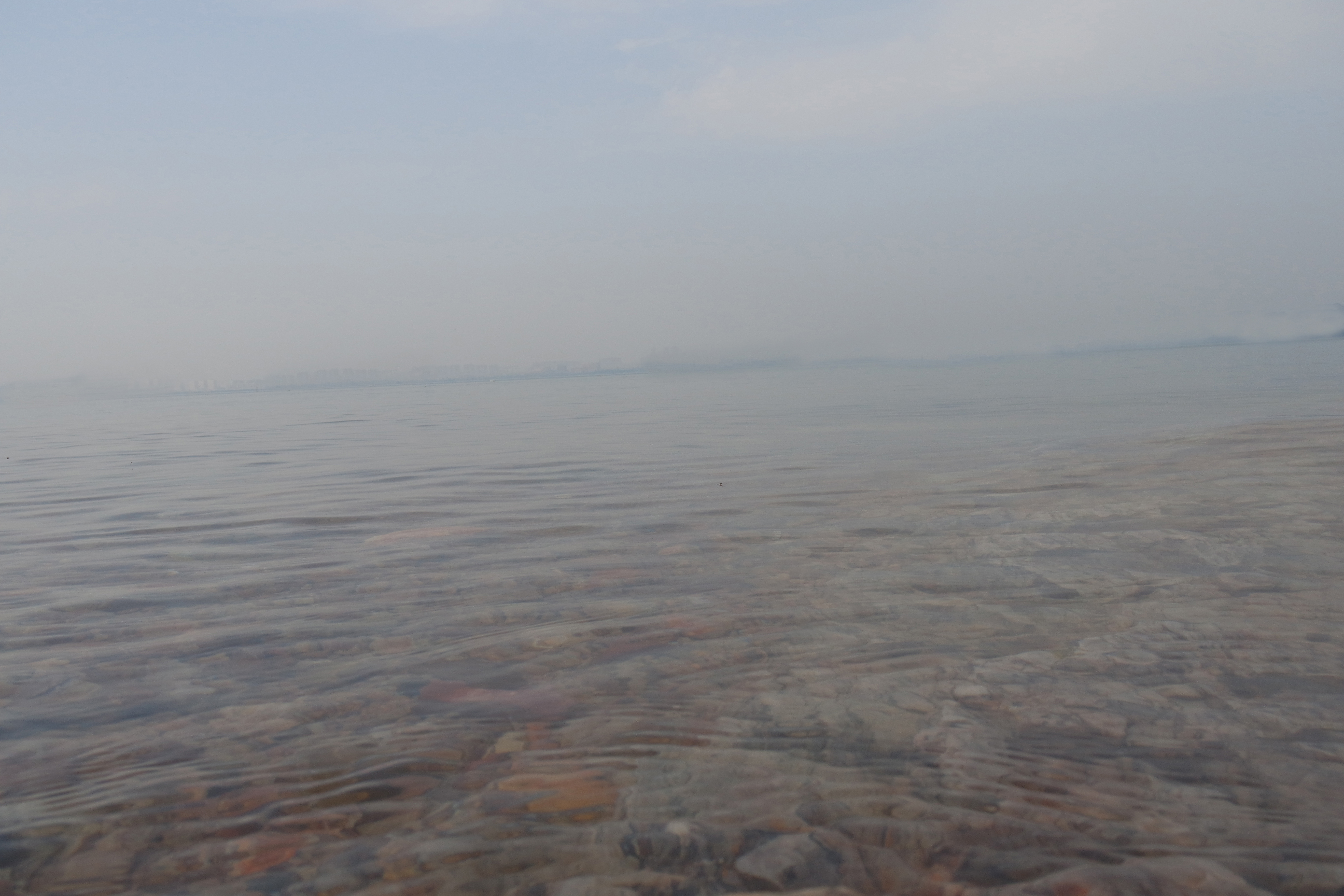 武昌理工学院樱花,武昌理工学院滚烫的青春