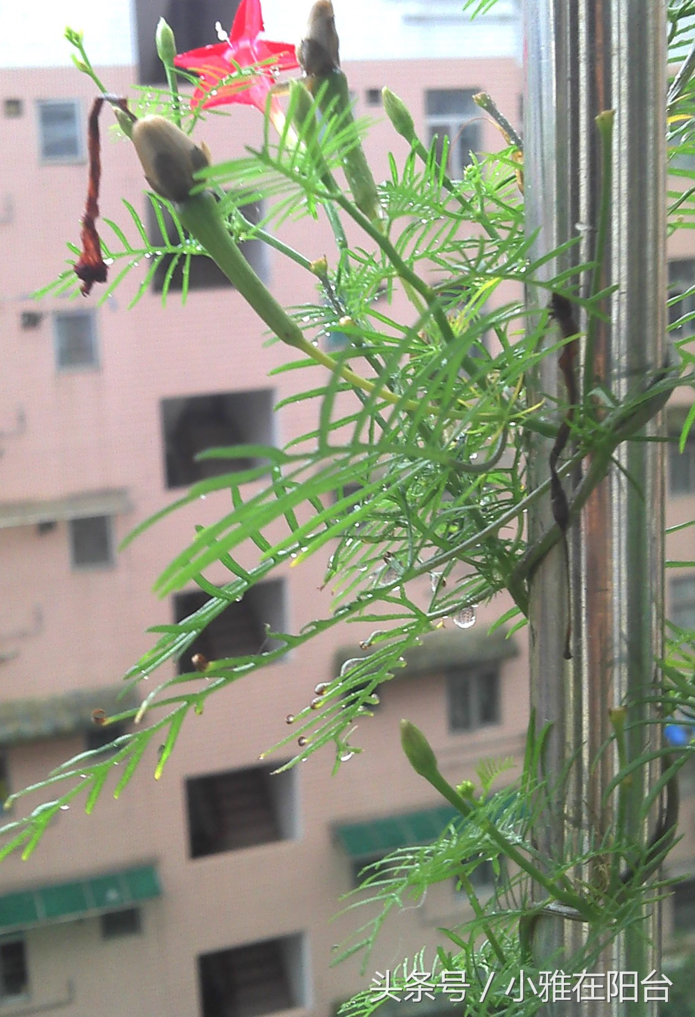 这6种花随便扔土里就能活,长势最快的爬藤植物不怕晒