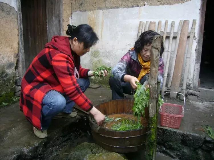 余庆野菜,余庆好吃的推荐