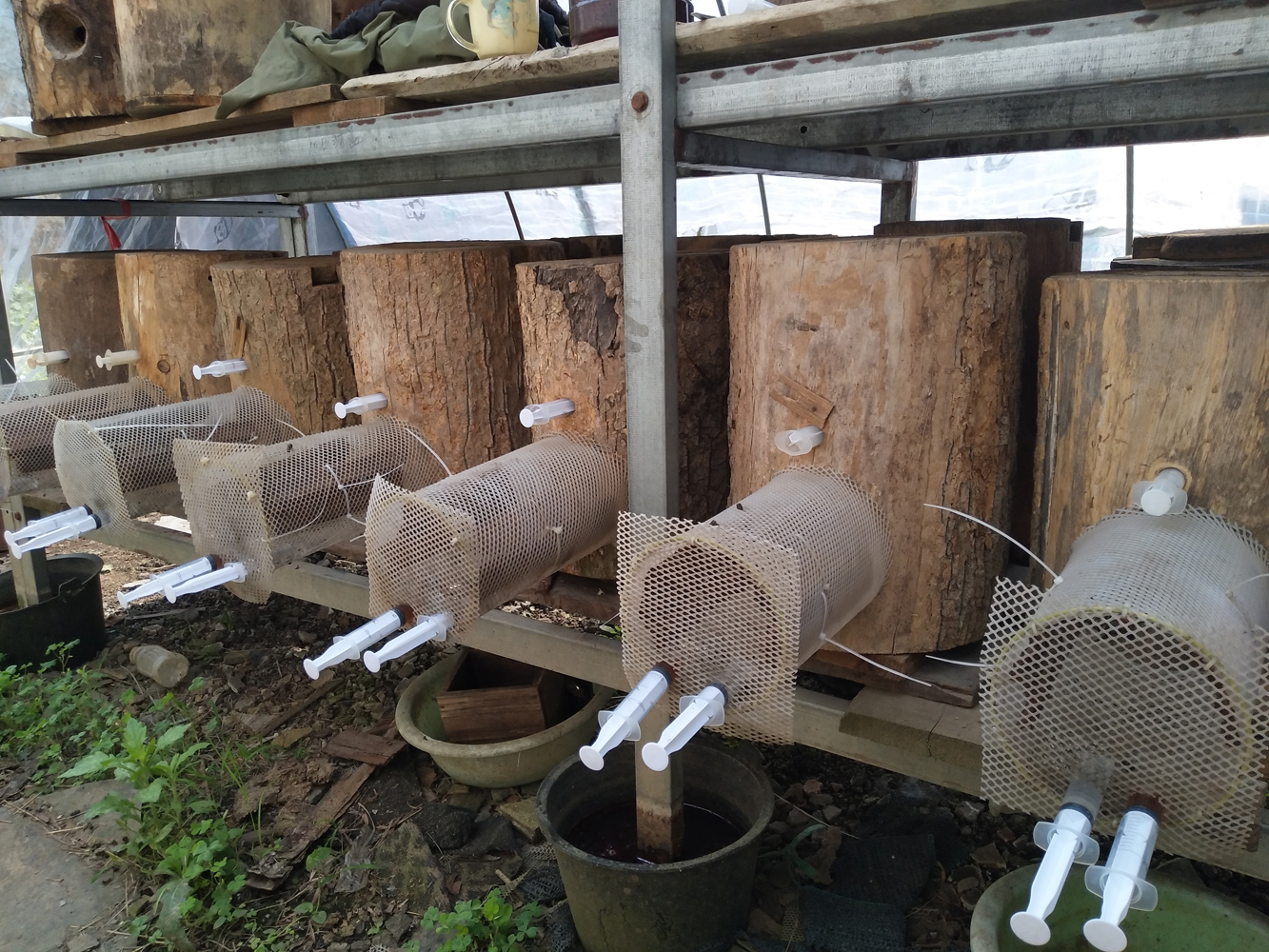 金环胡蜂和黑盾胡蜂养哪个比较好,金环胡蜂养殖全套技术公布