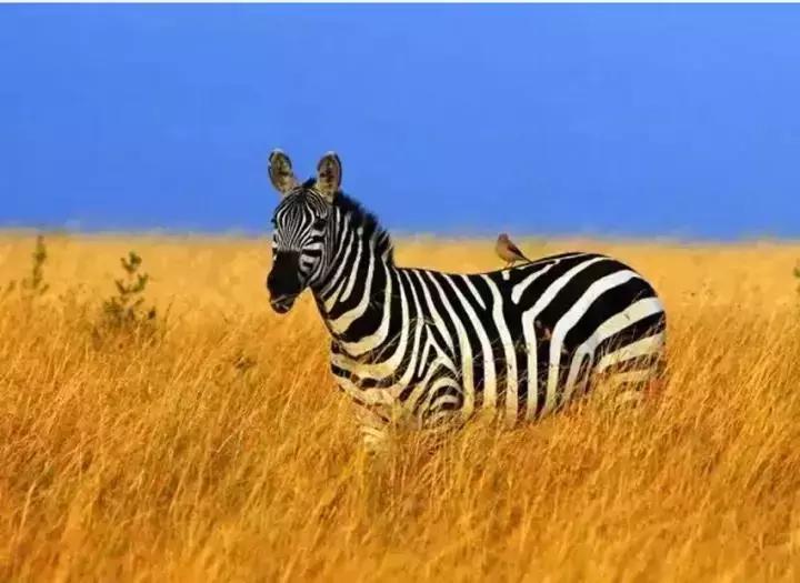 戏剧名人堂丨特立独行的她,活成了很多人想要的样子