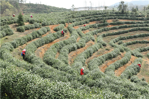 光山县春茶飘香致富路,春茶飘香富农家