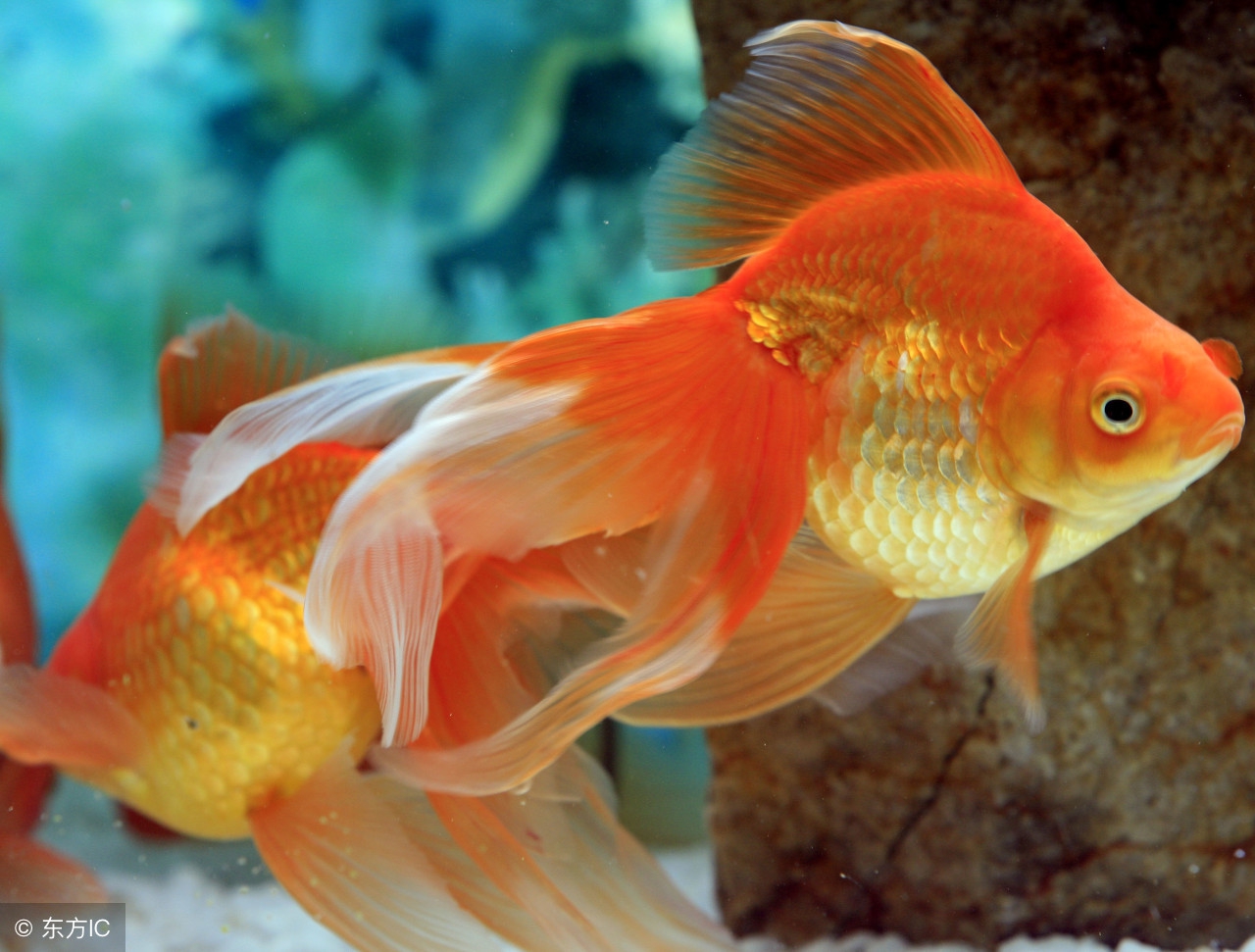 防治金鱼生病有些啥药,金鱼预防生病用什么药