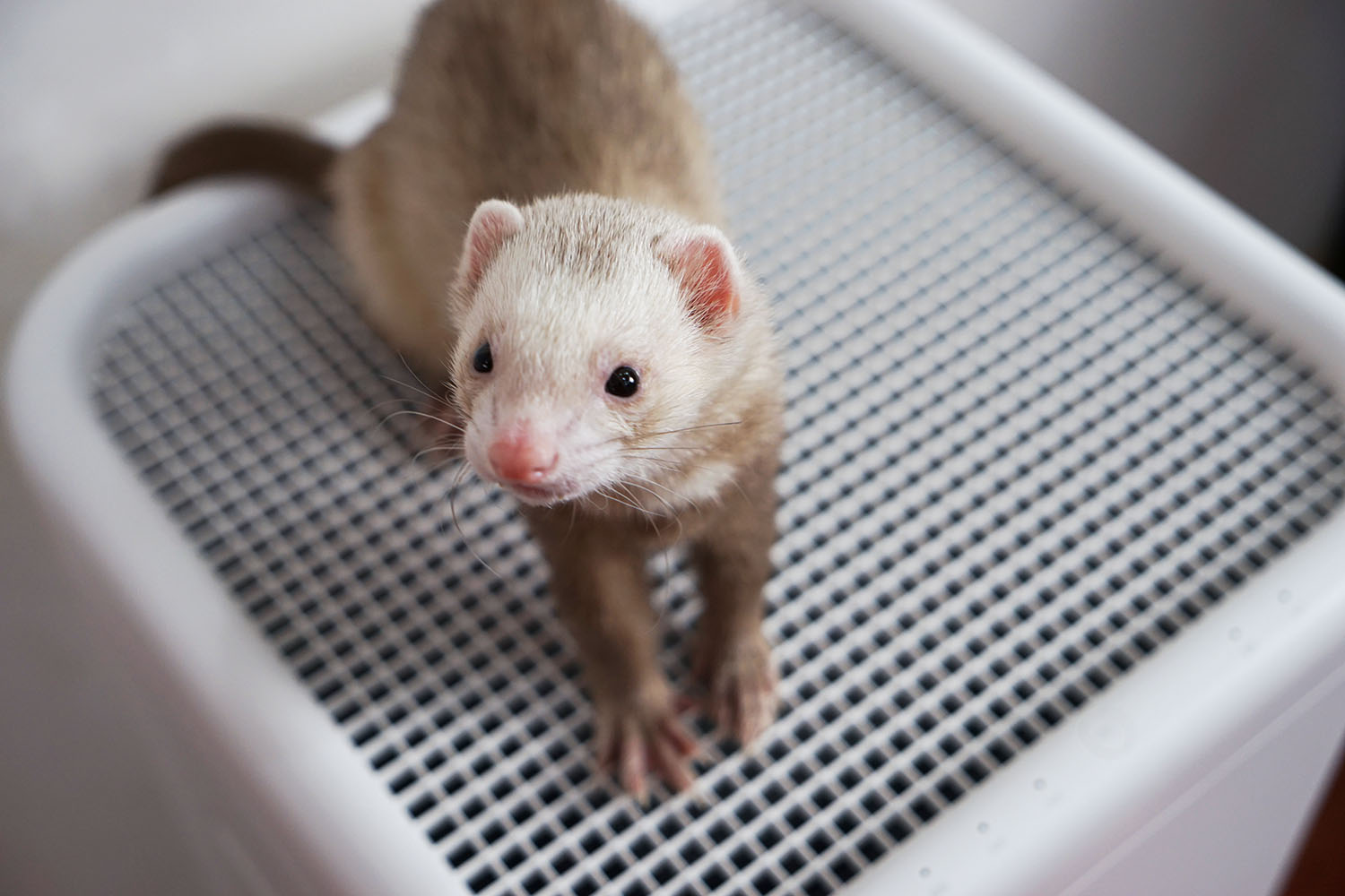 空气净化器除宠物屎味吗,空气净化器能去除宠物异味吗