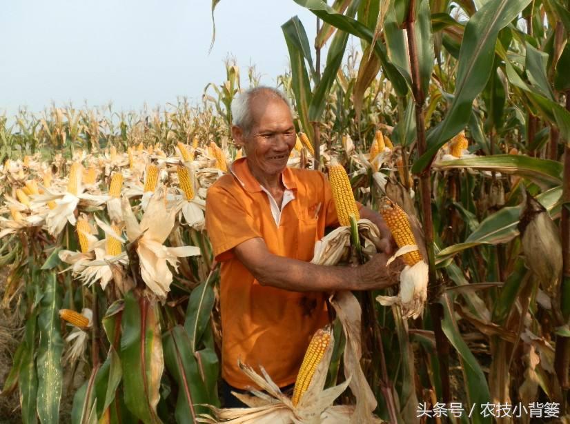 这笔种地明细账很辛酸，把种地的农民都算哭了！