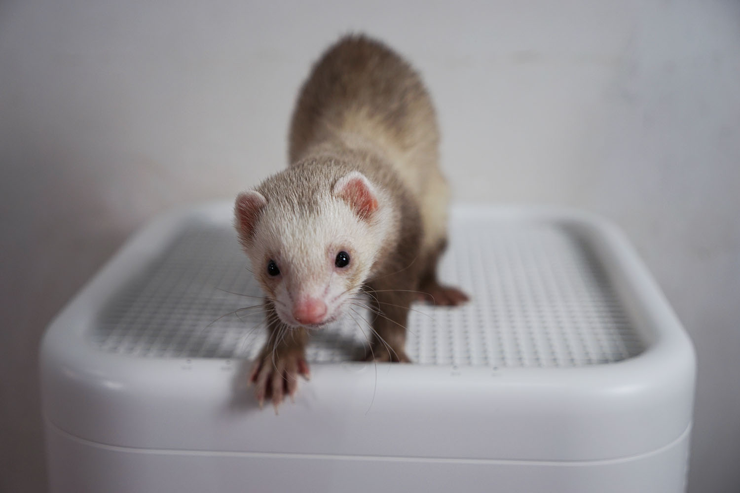 空气净化器除宠物屎味吗,空气净化器能去除宠物异味吗
