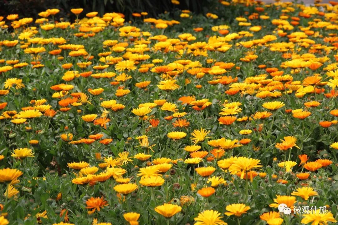 三月什邡旅游景点,三月的成都美景