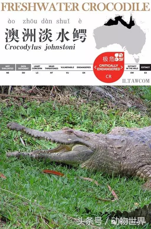 扬子鳄被称为古老的爬行动物,新生代爬行动物巨鳄