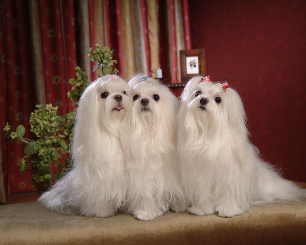 这几种汪星人又小又萌，哪一个是你的心头最爱