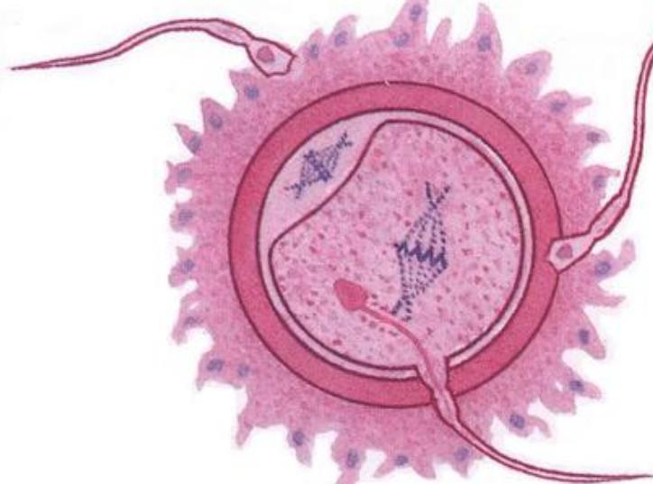 身体有这几个表现说明卵子着床了,身体有哪些反应证明受孕了