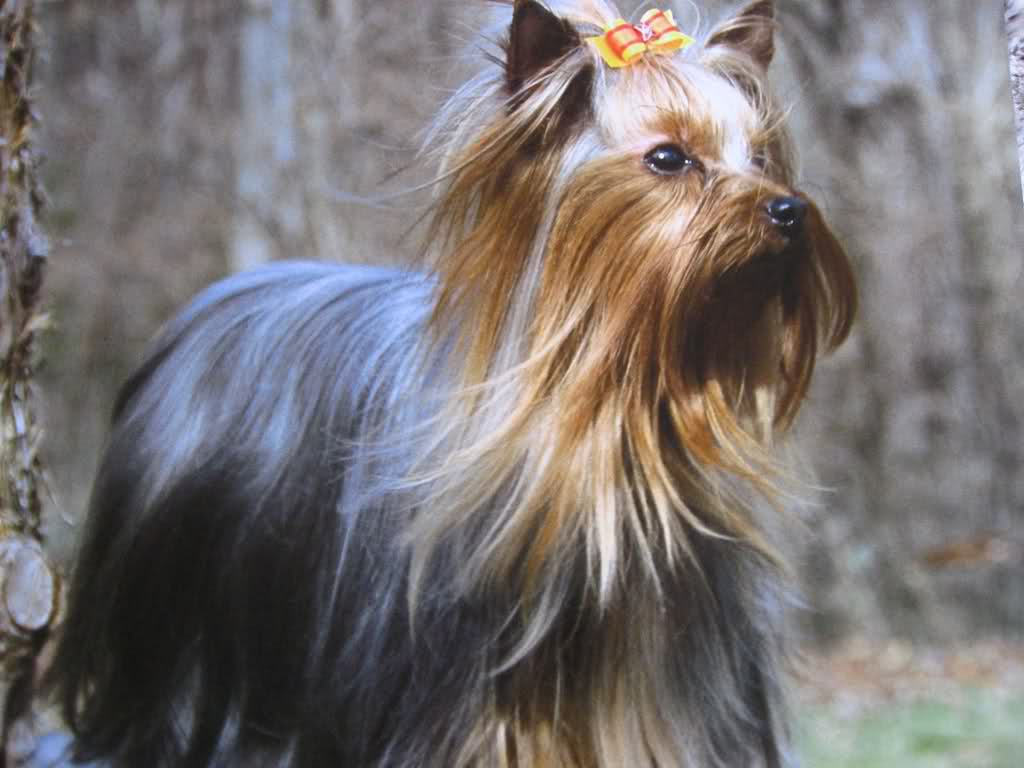 这几种汪星人又小又萌，哪一个是你的心头最爱