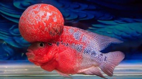 鸿运罗汉鱼饲养教程,罗汉鱼的饲养方法是什么