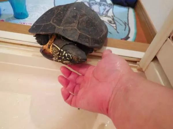 养宠物龟下蛋怎么处理好,母龟下蛋后怎么处理蛋