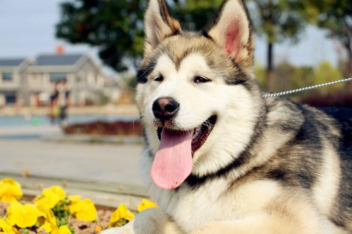 最受欢迎的前十种狗狗,最受欢迎的10种狗狗排行榜