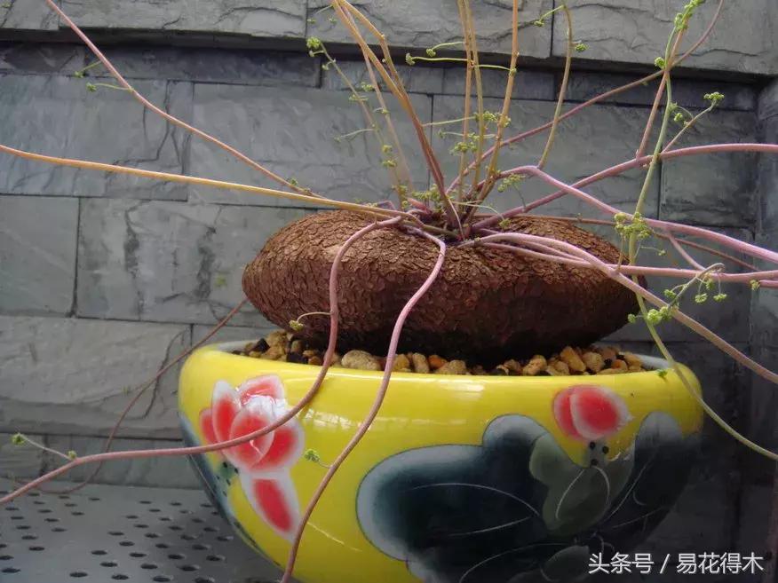 绿植山乌龟的养护方法有哪些,山乌龟的饲养方法与技巧