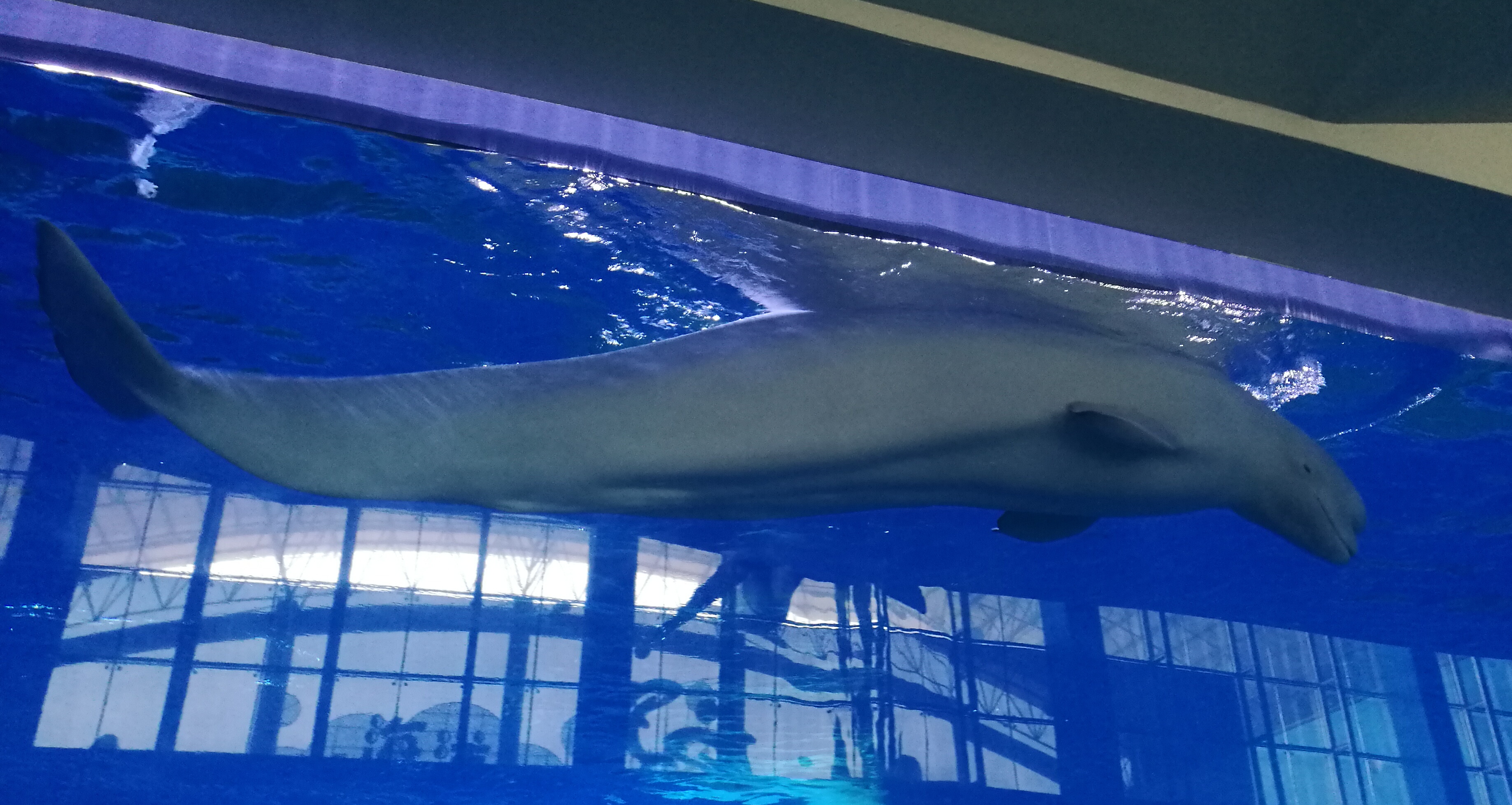 泉城海洋极地世界2018年,泉城海洋极地世界儿童的收费标准