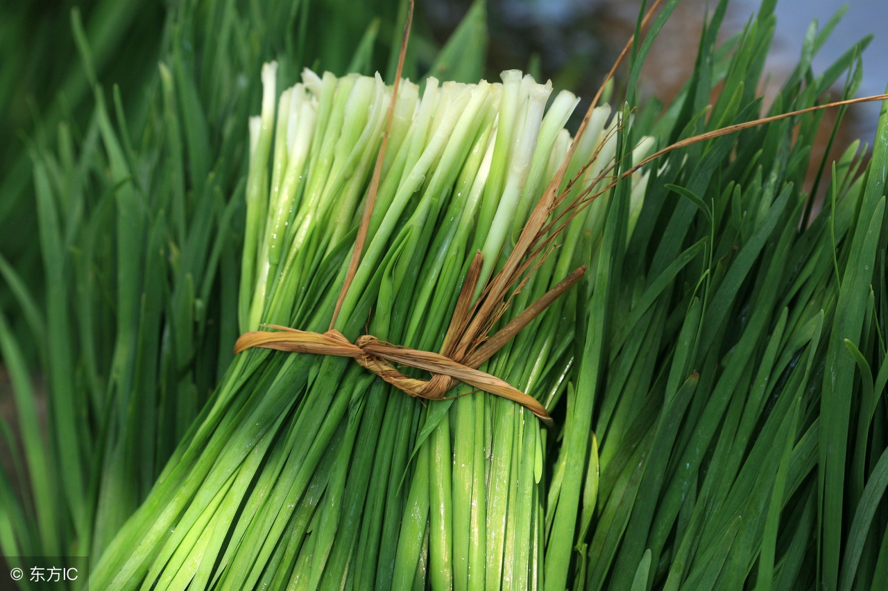 鸡黄白痢什么药效果最好,治鸡白痢中草药有哪些