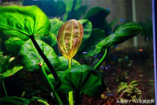 水草腐烂和溶叶,水草烂根发臭