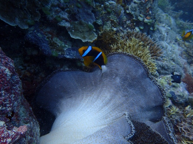 太平洋上的美丽岛屿,太平洋绝美海岛