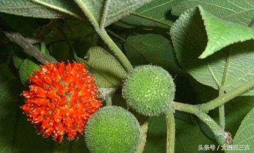 被农村娃公认最好吃的6种野果,农村可以吃的五大野果