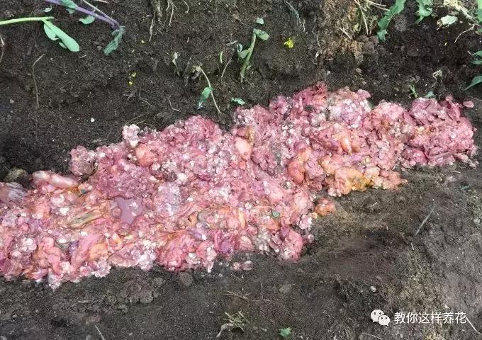 洋葱水可以浇君子兰吊兰绿萝吗,绿萝君子兰怎么养才能长得快