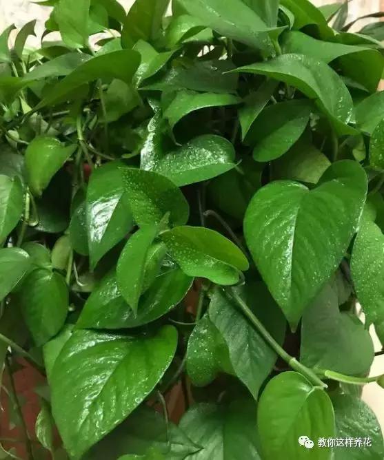 洋葱水可以浇君子兰吊兰绿萝吗,绿萝君子兰怎么养才能长得快