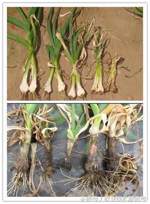 大蒜病虫害及防治办法,大蒜常见病虫害防治方案附高清图