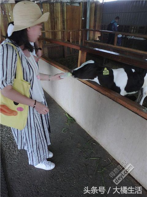 悠哉的沙巴行空气清新重要的是接机仅需1元