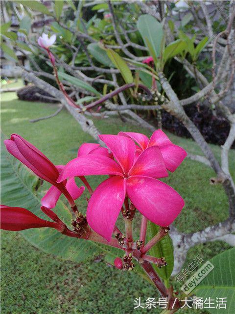 悠哉的沙巴行空气清新重要的是接机仅需1元