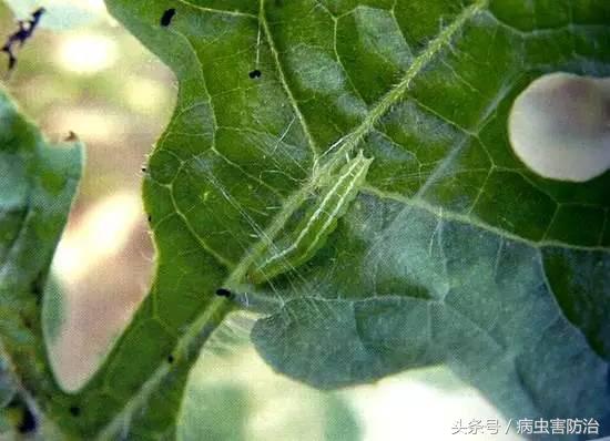 西瓜被虫咬怎么办,西瓜青虫用什么药打