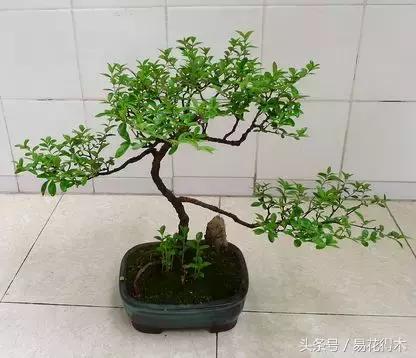 绿化带小叶女贞怎么做盆景,小叶黄杨树盆景的制作和养护管理