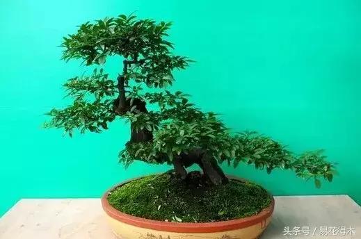 小叶女贞盆景作品欣赏,小叶紫檀盆景的鉴赏