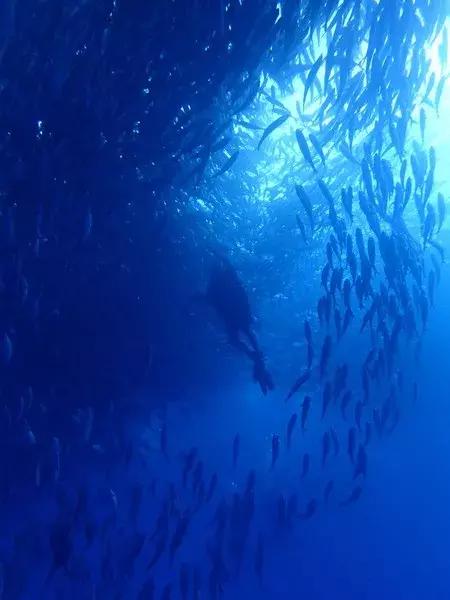 仙本那和印度尼西亚潜水哪个更好,仙本那彩湖潜水度假村多少钱一天